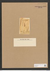 Libellus constrictus (Ehr.) D.T. (de-Toni-Nr.: Genus 5, Species 858) Zeichnungen Sammlung Grunow Nr. 1703 (NHMW-BOT-W0368577)